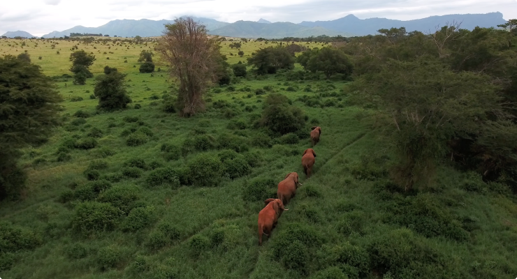 Red elephants walking around Africa